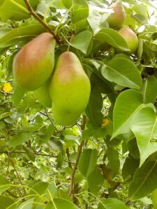 Груша Талгарская красавица купить по цене от 310.00р. в интернет-магазине «Посадика» с доставкой почтой в в Москве и по всей России – [изображение №1].