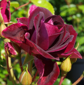 Роза Бургунди Айс купить по цене от 400.00р. в интернет-магазине «Посадика» с доставкой почтой в в Москве и по всей России – [изображение №1].