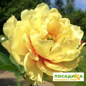 Пион Ито-гибрид Бартзелла купить по цене от 670р. в интернет-магазине «Посадика» с доставкой почтой в в Москве и по всей России – [изображение №1].