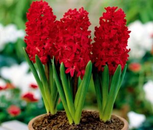 Гиацинт Вурбак садовый купить по цене от 240р. в интернет-магазине «Посадика» с доставкой почтой в в Москве и по всей России – [изображение №1].