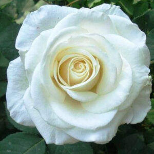 Роза Вирджиния купить по цене от 419.00р. в интернет-магазине «Посадика» с доставкой почтой в в Москве и по всей России – [изображение №1].