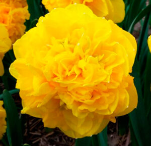 Нарцисс махровый Истертайд купить по цене от 250.00р. в интернет-магазине «Посадика» с доставкой почтой в в Москве и по всей России – [изображение №1].