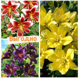 Цветочный микс! Лучшие сорта Лилий! купить по цене от 920.00р. в интернет-магазине «Посадика» с доставкой почтой в в Москве и по всей России – [изображение №1].