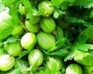 Крыжовник Снежана купить по цене от 300.00р. в интернет-магазине «Посадика» с доставкой почтой в в Москве и по всей России – [изображение №1].