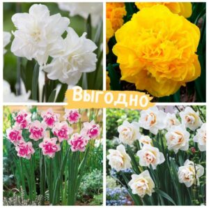 Шикарный выбор! Комплект выгода Нарцисс! купить по цене от 869.00р. в интернет-магазине «Посадика» с доставкой почтой в в Москве и по всей России – [изображение №1].
