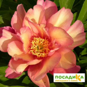Пион Ито-гибрид Джулия Роуз купить по цене от 540р. в интернет-магазине «Посадика» с доставкой почтой в в Москве и по всей России – [изображение №1].