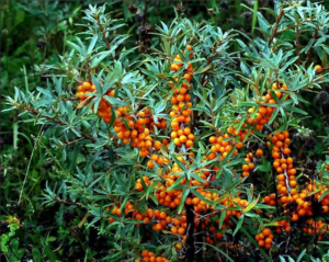 Облепиха женская “Херго” (Hergo) купить по цене от 400.00р. в интернет-магазине «Посадика» с доставкой почтой в в Москве и по всей России – [изображение №1].