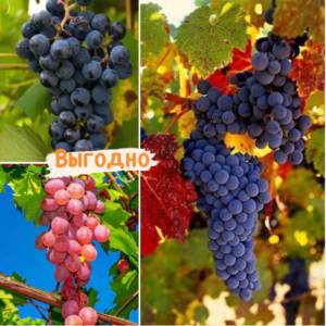 Тройная выгода винограда! (морозоустойчивый) купить по цене от 840.00р. в интернет-магазине «Посадика» с доставкой почтой в в Москве и по всей России – [изображение №1].