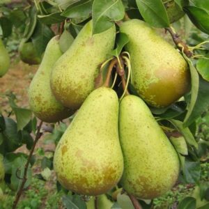 Груша Конференция купить по цене от 290.00р. в интернет-магазине «Посадика» с доставкой почтой в в Москве и по всей России – [изображение №1].