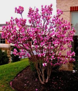 Магнолия гибридная Сьюзан купить по цене от 420.00р. в интернет-магазине «Посадика» с доставкой почтой в в Москве и по всей России – [изображение №1].