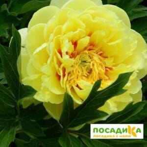 Пион ИТО-гибрит Ориентал Голд купить по цене от 590р. в интернет-магазине «Посадика» с доставкой почтой в в Москве и по всей России – [изображение №1].