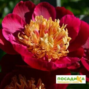 Пион Сорд Данс купить по цене от 410р. в интернет-магазине «Посадика» с доставкой почтой в в Москве и по всей России – [изображение №1].