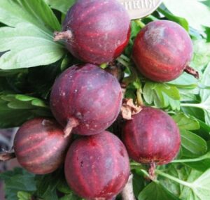 Крыжовник Неслуховский купить по цене от 300.00р. в интернет-магазине «Посадика» с доставкой почтой в в Москве и по всей России – [изображение №1].