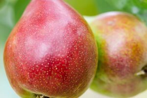 Груша Фаворитка Осенняя купить по цене от 350.00р. в интернет-магазине «Посадика» с доставкой почтой в в Москве и по всей России – [изображение №1].