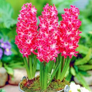 Гиацинт Ред Меджик купить по цене от 240р. в интернет-магазине «Посадика» с доставкой почтой в в Москве и по всей России – [изображение №1].