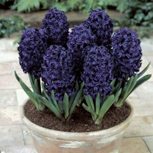 Гиацинт Дарк Дименшн садовый купить по цене от 240р. в интернет-магазине «Посадика» с доставкой почтой в в Москве и по всей России – [изображение №1].