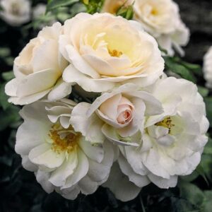 Роза Сириус купить по цене от 400.00р. в интернет-магазине «Посадика» с доставкой почтой в в Москве и по всей России – [изображение №1].