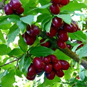 Кизил “Семён” купить по цене от 420.00р. в интернет-магазине «Посадика» с доставкой почтой в в Москве и по всей России – [изображение №1].