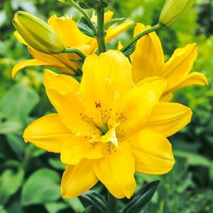 Лилия азиатская махровая Фата Моргана купить по цене от 360р. в интернет-магазине «Посадика» с доставкой почтой в в Москве и по всей России – [изображение №1].