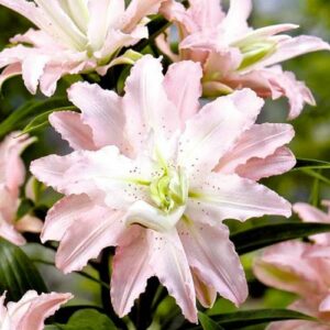 Лилия восточная махровая (ориенталь) Софт Мьюзик купить по цене от 360р. в интернет-магазине «Посадика» с доставкой почтой в в Москве и по всей России – [изображение №1].