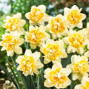 Нарцисс Арт Дизайн купить по цене от 200.00р. в интернет-магазине «Посадика» с доставкой почтой в в Москве и по всей России – [изображение №1].