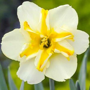 Нарцисс мелкокорончатый Сорбет купить по цене от 200.00р. в интернет-магазине «Посадика» с доставкой почтой в в Москве и по всей России – [изображение №1].