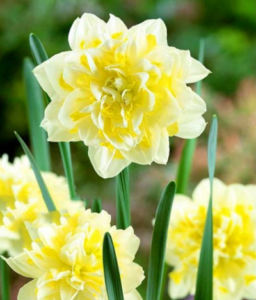 Нарцисс Ирэн Копленд махровый купить по цене от 200.00р. в интернет-магазине «Посадика» с доставкой почтой в в Москве и по всей России – [изображение №1].