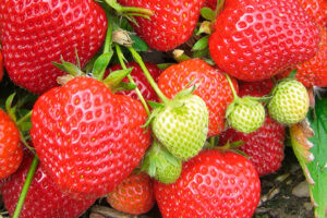 Клубника Сударушка купить по цене от 480.00р. в интернет-магазине «Посадика» с доставкой почтой в в Москве и по всей России – [изображение №1].