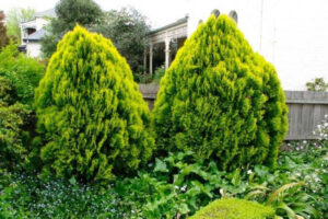 Туя западная Малониана Ауреа купить по цене от 400.00р. в интернет-магазине «Посадика» с доставкой почтой в в Москве и по всей России – [изображение №1].