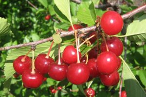 Вишня Пламенная купить по цене от 310.00р. в интернет-магазине «Посадика» с доставкой почтой в в Москве и по всей России – [изображение №1].