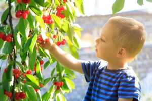 Вишня Стандарт Урала купить по цене от 310.00р. в интернет-магазине «Посадика» с доставкой почтой в в Москве и по всей России – [изображение №1].