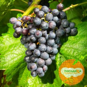 Виноград Мускат Блау купить по цене от 310р. в интернет-магазине «Посадика» с доставкой почтой в в Москве и по всей России – [изображение №1].