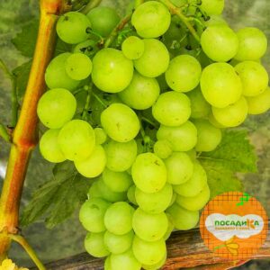Виноград Московский устойчивый купить по цене от 280р. в интернет-магазине «Посадика» с доставкой почтой в в Москве и по всей России – [изображение №1].