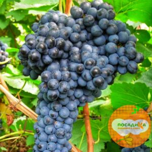 Виноград Красень купить по цене от 310р. в интернет-магазине «Посадика» с доставкой почтой в в Москве и по всей России – [изображение №1].