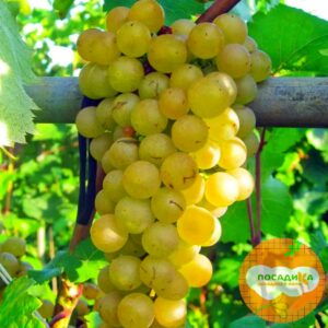 Виноград Платовский купить по цене от 310р. в интернет-магазине «Посадика» с доставкой почтой в в Москве и по всей России – [изображение №1].