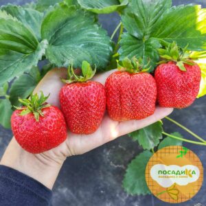 Клубника Адрия купить по цене от 380р. в интернет-магазине «Посадика» с доставкой почтой в в Москве и по всей России – [изображение №1].