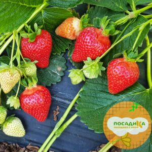 Клубника Аргентера купить по цене от 240р. в интернет-магазине «Посадика» с доставкой почтой в в Москве и по всей России – [изображение №1].