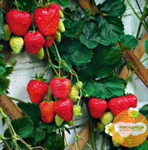 Клубника Вебенал купить по цене от 380р. в интернет-магазине «Посадика» с доставкой почтой в в Москве и по всей России – [изображение №1].