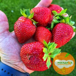 Клубника Кама (ранний сорт) купить по цене от 380р. в интернет-магазине «Посадика» с доставкой почтой в в Москве и по всей России – [изображение №1].