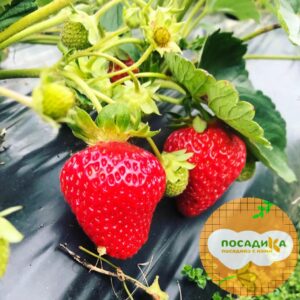 Клубника Мара де Буа (ремонтантный сорт) купить по цене от 380р. в интернет-магазине «Посадика» с доставкой почтой в в Москве и по всей России – [изображение №1].