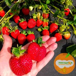 Клубника Молинг пандора купить по цене от 380р. в интернет-магазине «Посадика» с доставкой почтой в в Москве и по всей России – [изображение №1].
