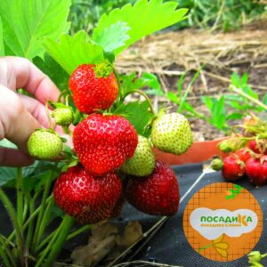 Клубника Оттава купить по цене от 280р. в интернет-магазине «Посадика» с доставкой почтой в в Москве и по всей России – [изображение №1].