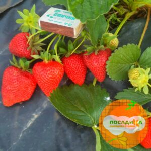 Клубника Сан-Андреас купить по цене от 255р. в интернет-магазине «Посадика» с доставкой почтой в в Москве и по всей России – [изображение №1].