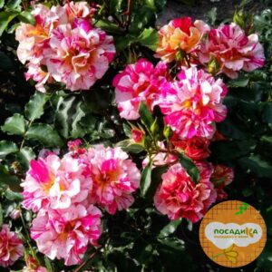 Роза шраб Эдгар Дега купить по цене от 350.00р. в интернет-магазине «Посадика» с доставкой почтой в в Москве и по всей России – [изображение №1].