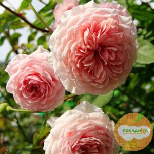 Роза ПАРКОВАЯ Вильям Моррис купить по цене от 459.00р. в интернет-магазине «Посадика» с доставкой почтой в в Москве и по всей России – [изображение №1].