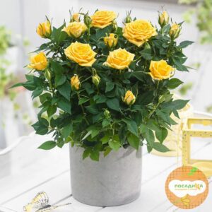 Роза МИНИАТЮРНАЯ Аполло купить по цене от 399.00р. в интернет-магазине «Посадика» с доставкой почтой в в Москве и по всей России – [изображение №1].