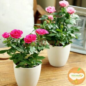 Роза миниатюрная Анжела Риппон купить по цене от 409.00р. в интернет-магазине «Посадика» с доставкой почтой в в Москве и по всей России – [изображение №1].