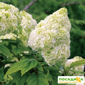 Гортензия дуболистная Гармония  ЗКС купить по цене от 320.00р. в интернет-магазине «Посадика» с доставкой почтой в в Москве и по всей России – [изображение №1].