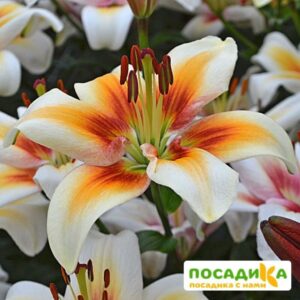 Лилия Азиатская Тинос купить по цене от 300.00р. в интернет-магазине «Посадика» с доставкой почтой в в Москве и по всей России – [изображение №1].