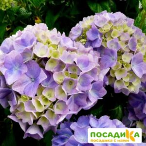 Гортензия крупнолистная Гертруд Гленн купить по цене от 400.00р. в интернет-магазине «Посадика» с доставкой почтой в в Москве и по всей России – [изображение №1].